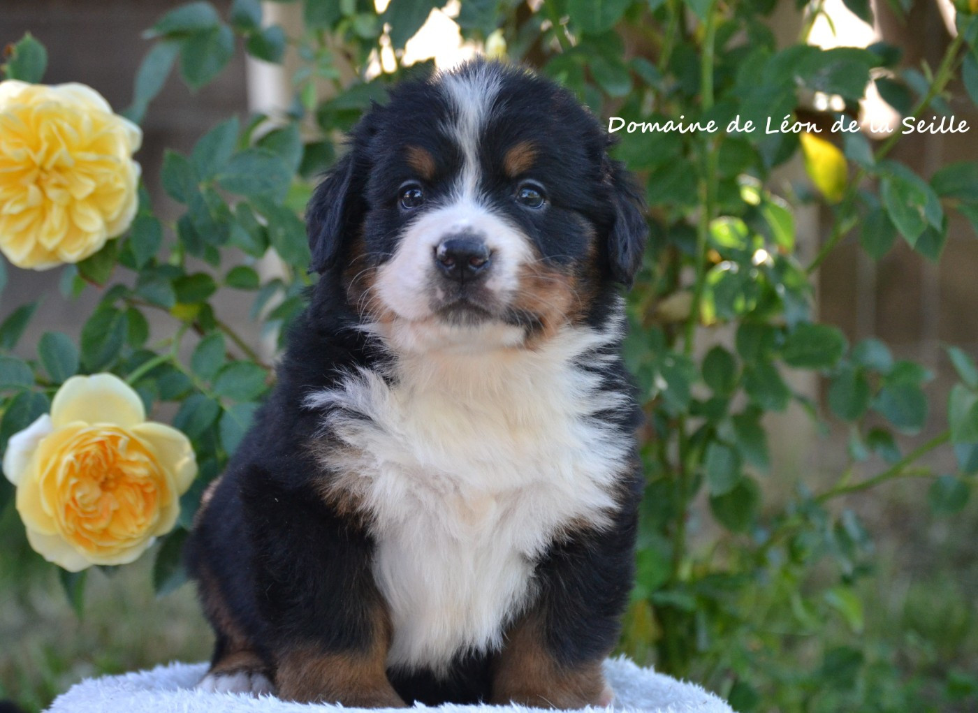 du Domaine De Léon De La Seille - Chiots disponibles - Bouvier Bernois