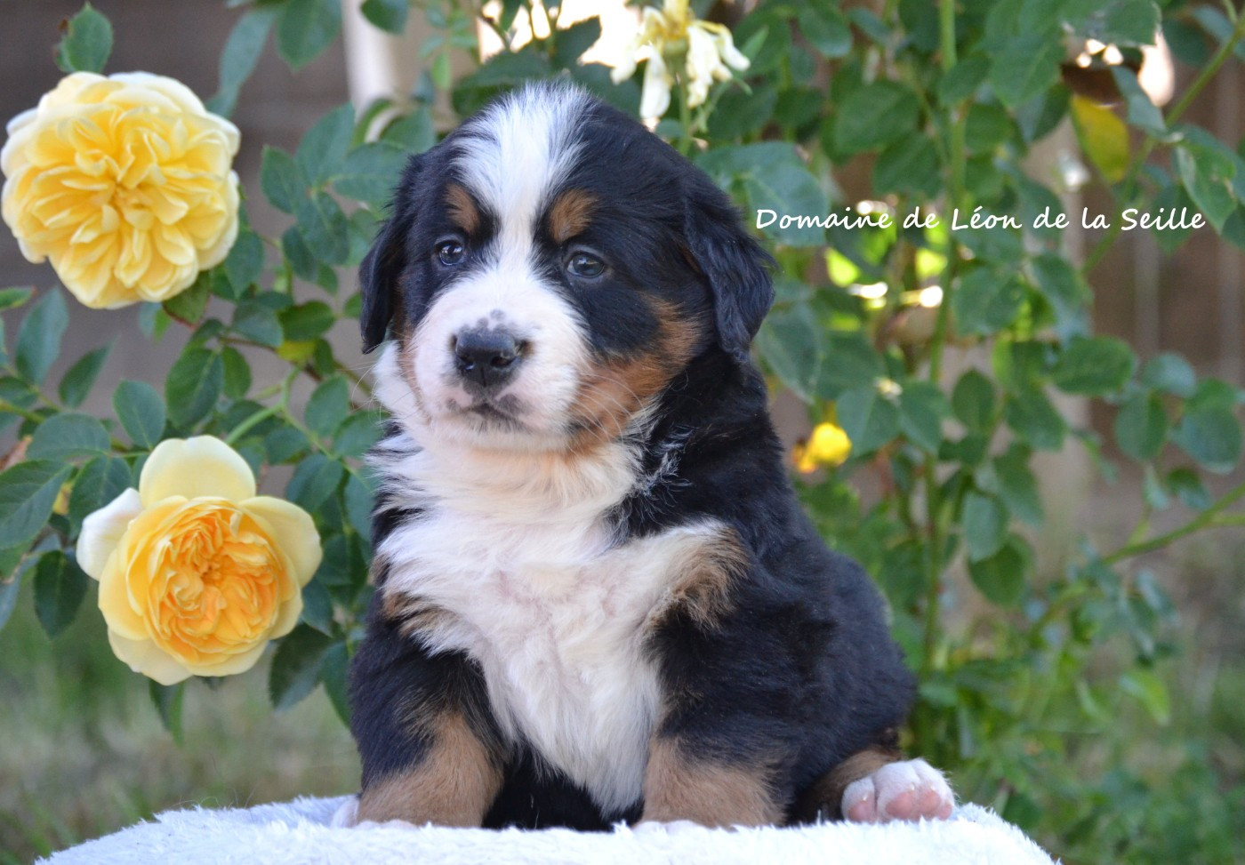 du Domaine De Léon De La Seille - Chiots disponibles - Bouvier Bernois