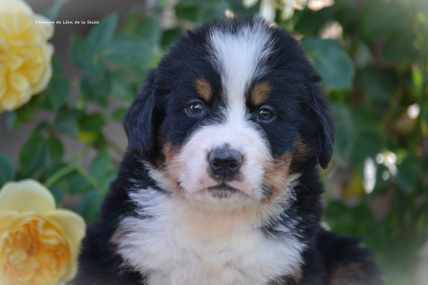 du Domaine De Léon De La Seille - Chiots disponibles - Bouvier Bernois