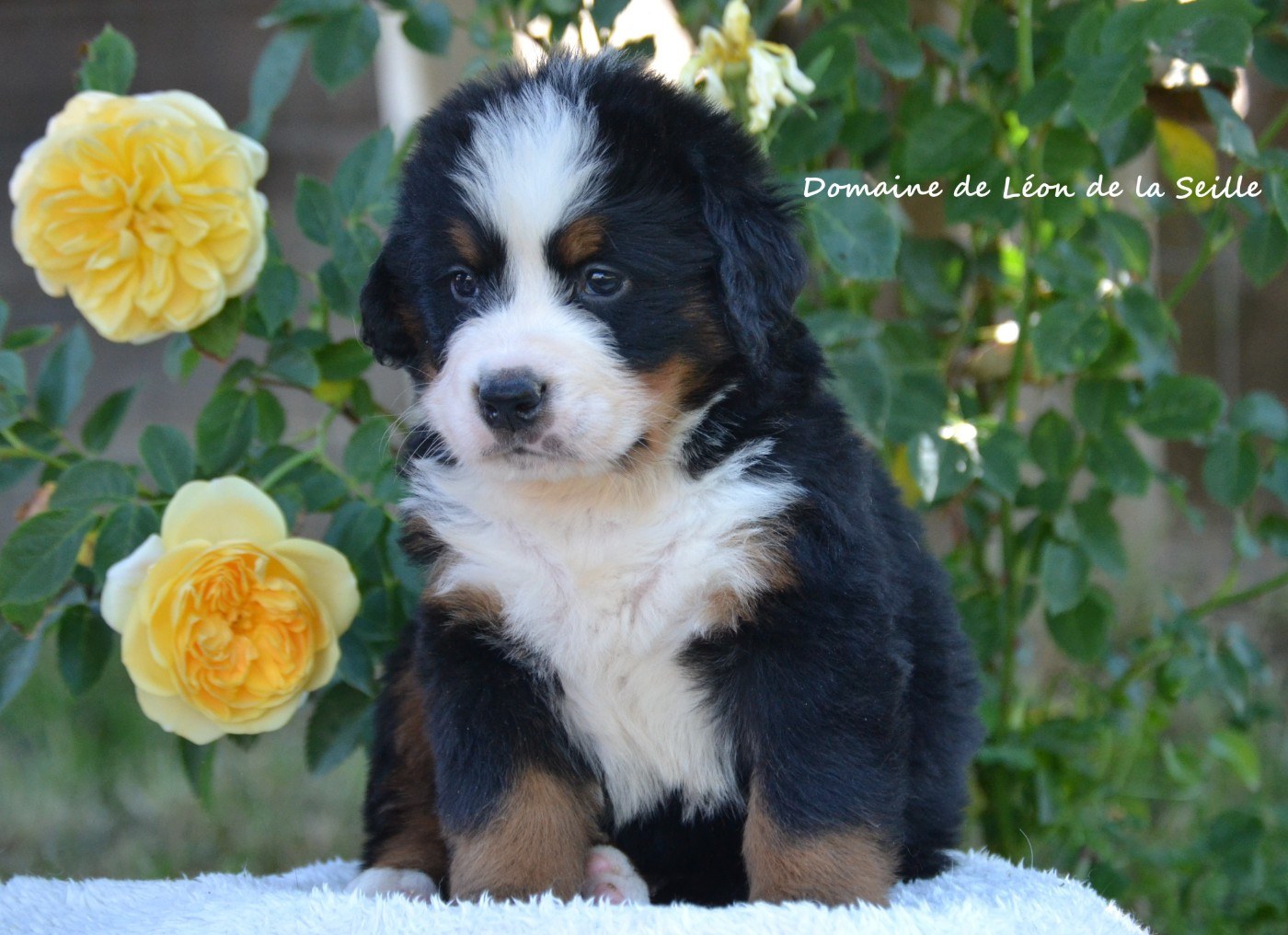 du Domaine De Léon De La Seille - Chiots disponibles - Bouvier Bernois