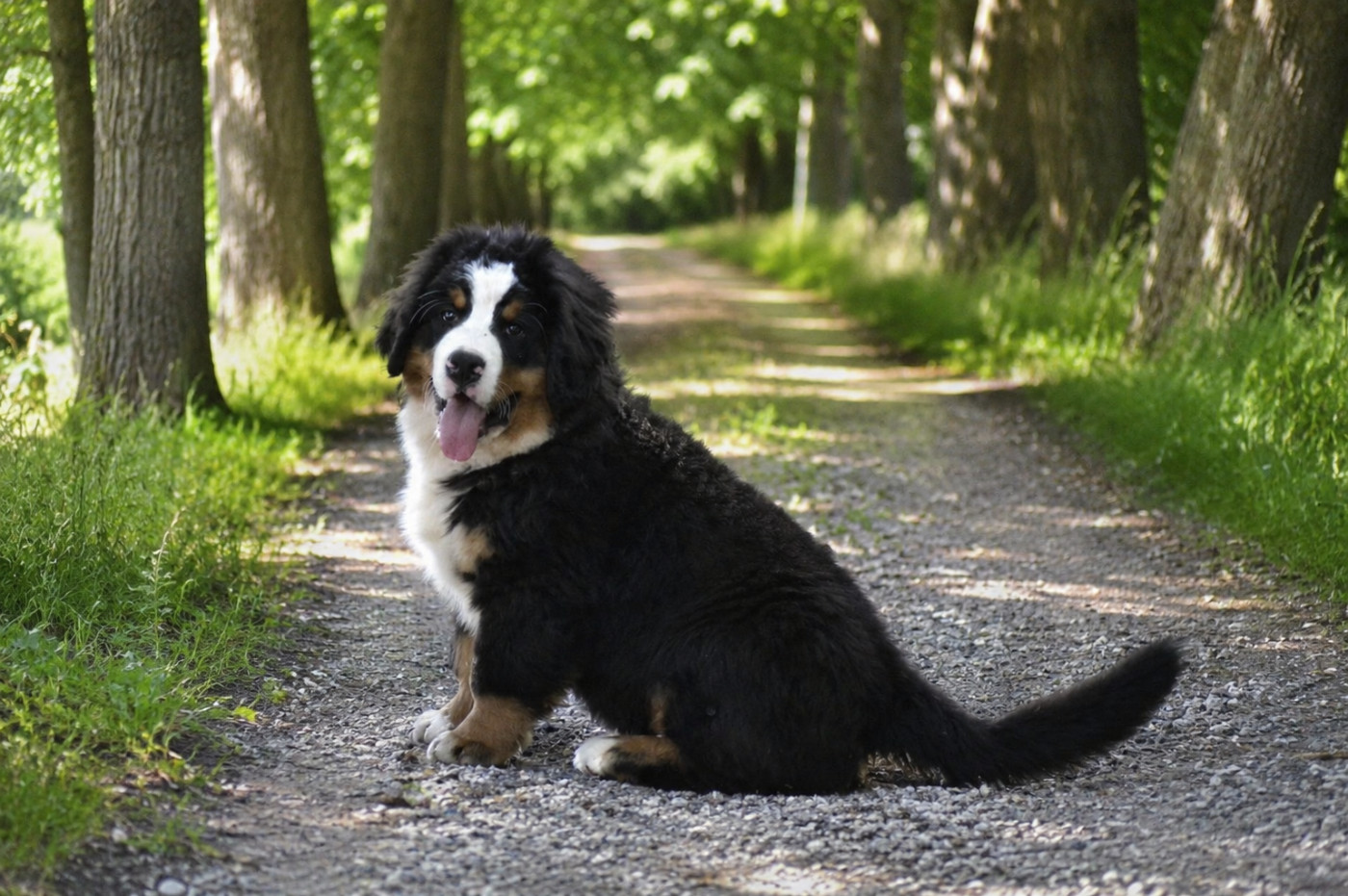 Chiot Bouvier Bernois du Domaine De Léon De La Seille
