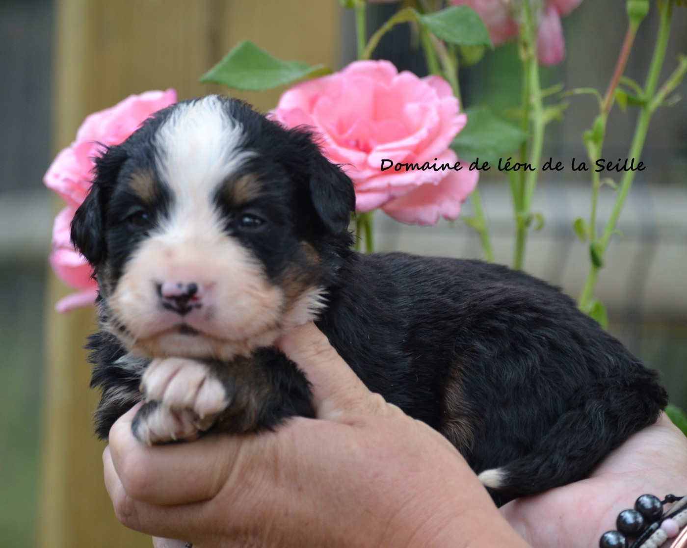 du Domaine De Léon De La Seille - Chiots disponibles - Bouvier Bernois