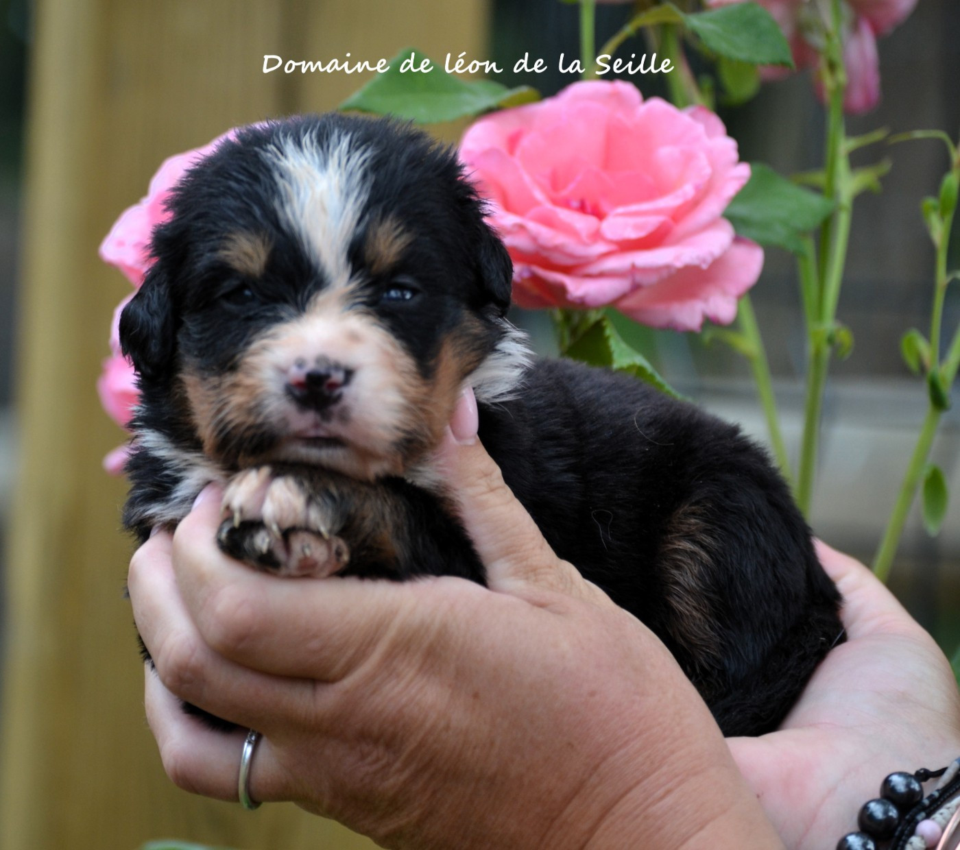 du Domaine De Léon De La Seille - Chiots disponibles - Bouvier Bernois