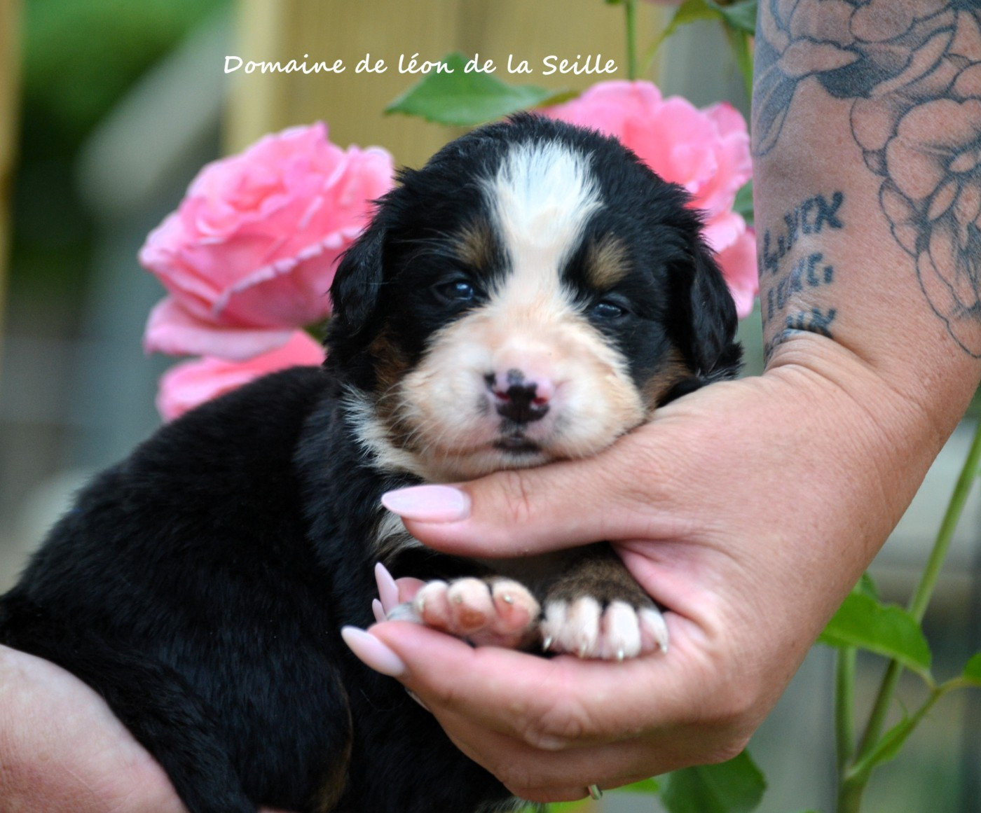 du Domaine De Léon De La Seille - Chiots disponibles - Bouvier Bernois