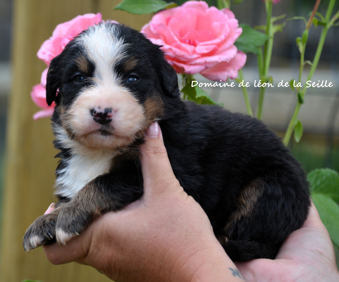 du Domaine De Léon De La Seille - Chiots disponibles - Bouvier Bernois