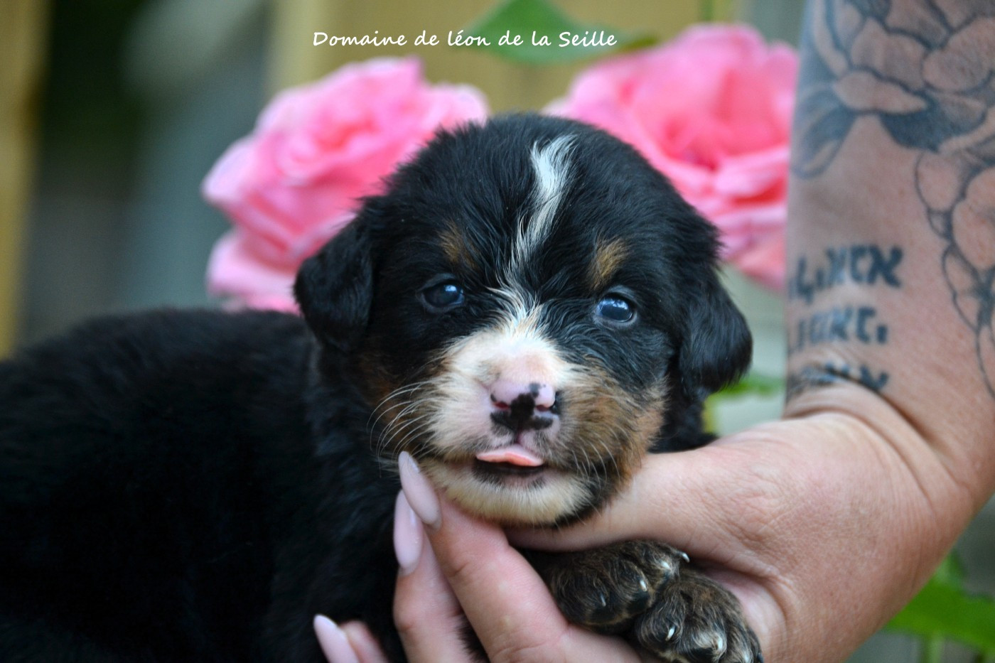 du Domaine De Léon De La Seille - Chiots disponibles - Bouvier Bernois