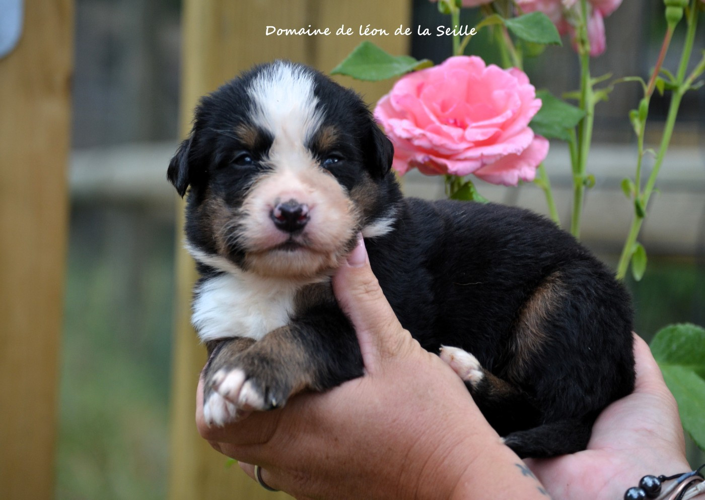 du Domaine De Léon De La Seille - Chiots disponibles - Bouvier Bernois