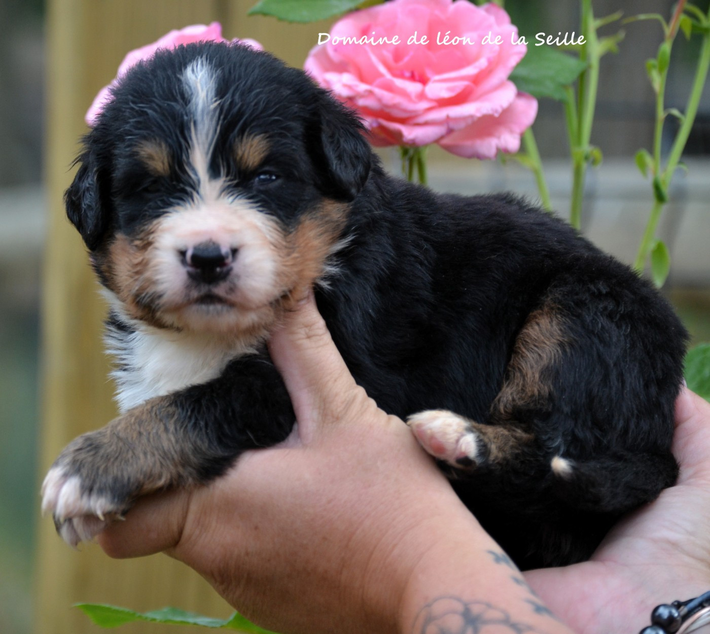 du Domaine De Léon De La Seille - Chiots disponibles - Bouvier Bernois