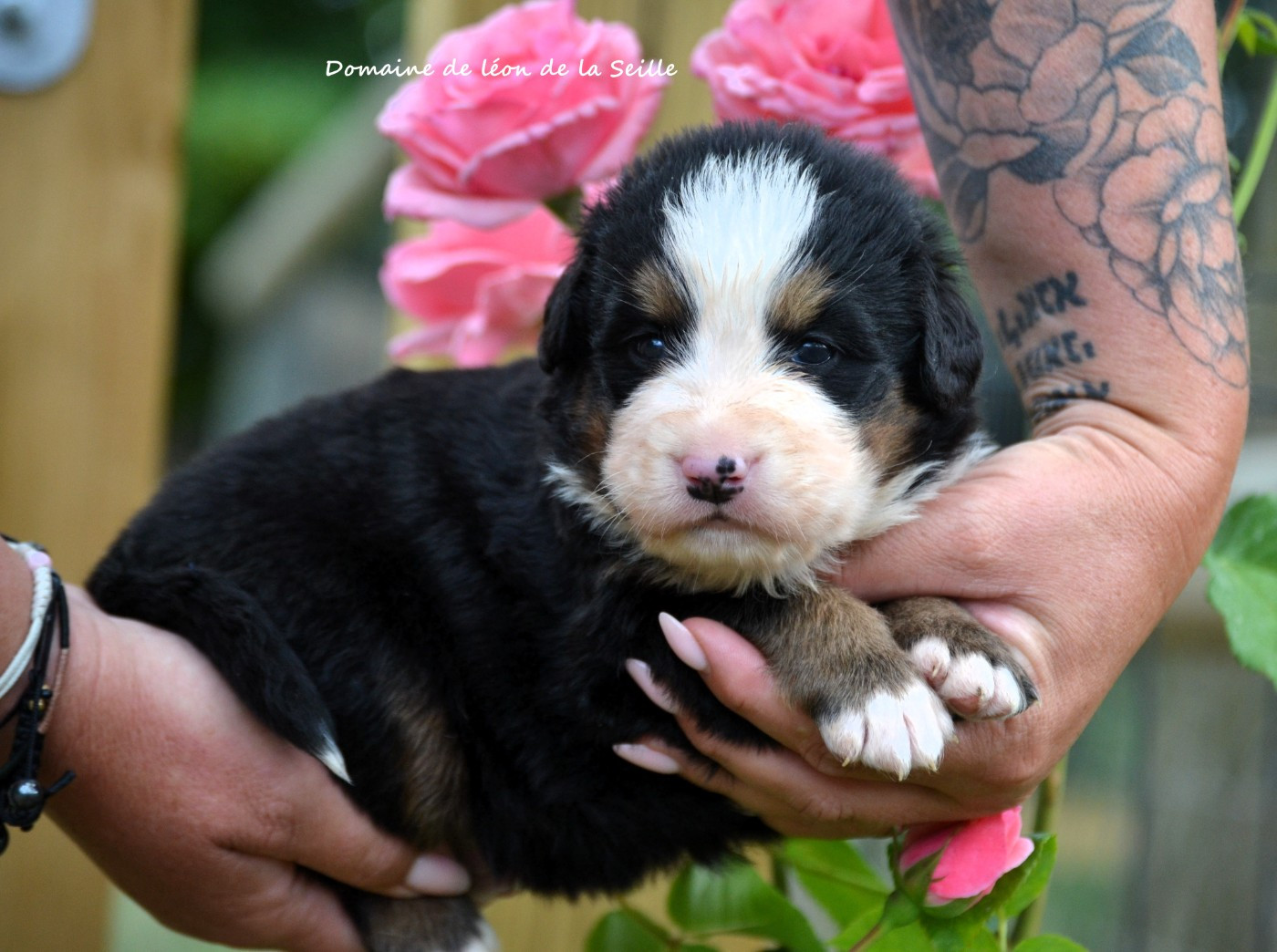 du Domaine De Léon De La Seille - Chiots disponibles - Bouvier Bernois