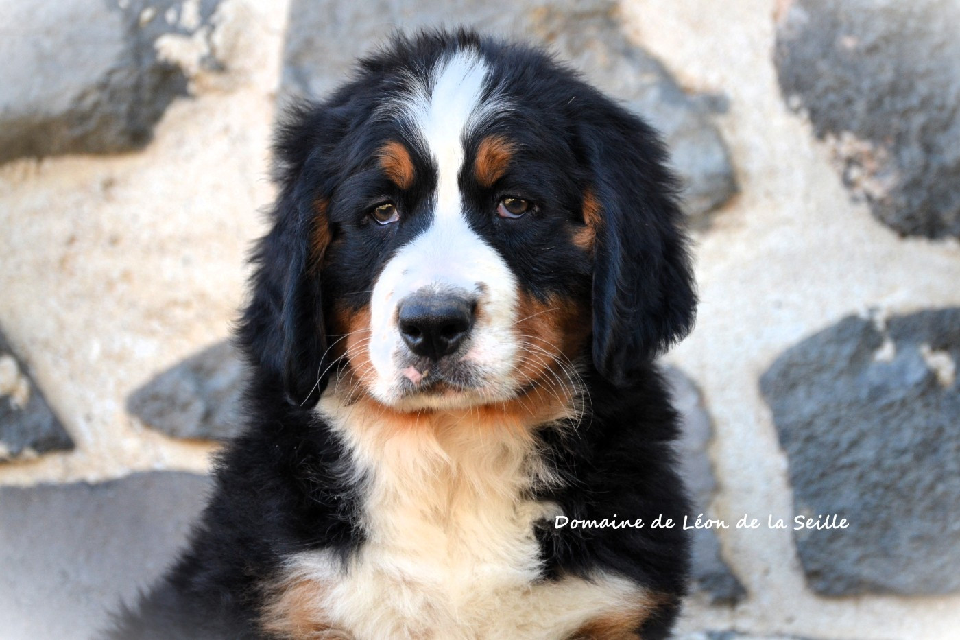 du Domaine De Léon De La Seille - Chiots disponibles - Bouvier Bernois