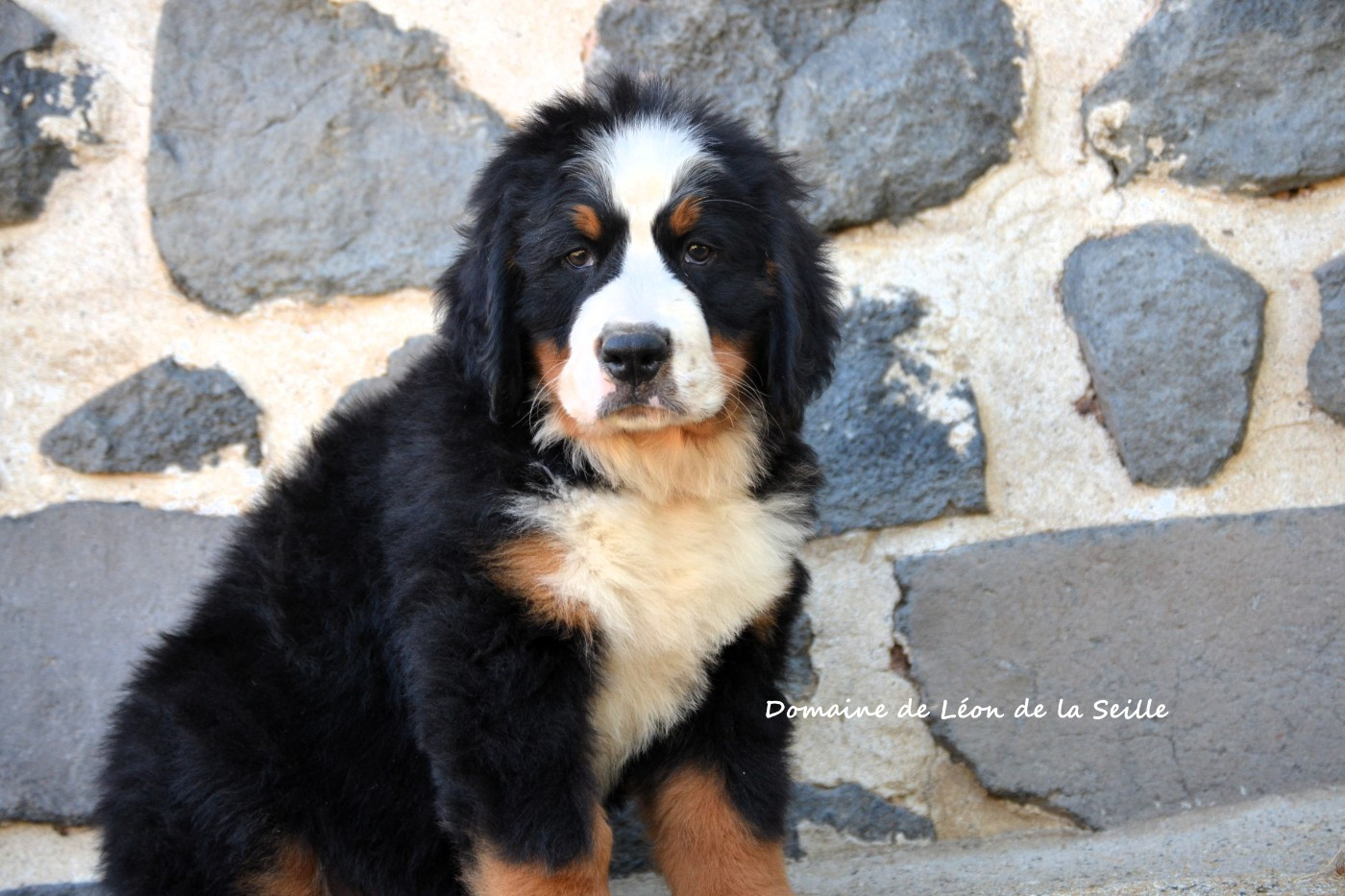du Domaine De Léon De La Seille - Chiots disponibles - Bouvier Bernois