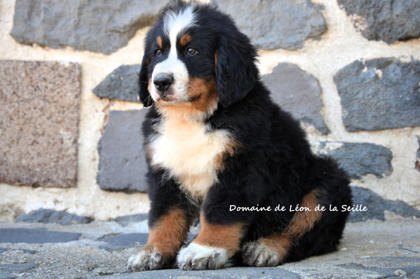 du Domaine De Léon De La Seille - Chiots disponibles - Bouvier Bernois