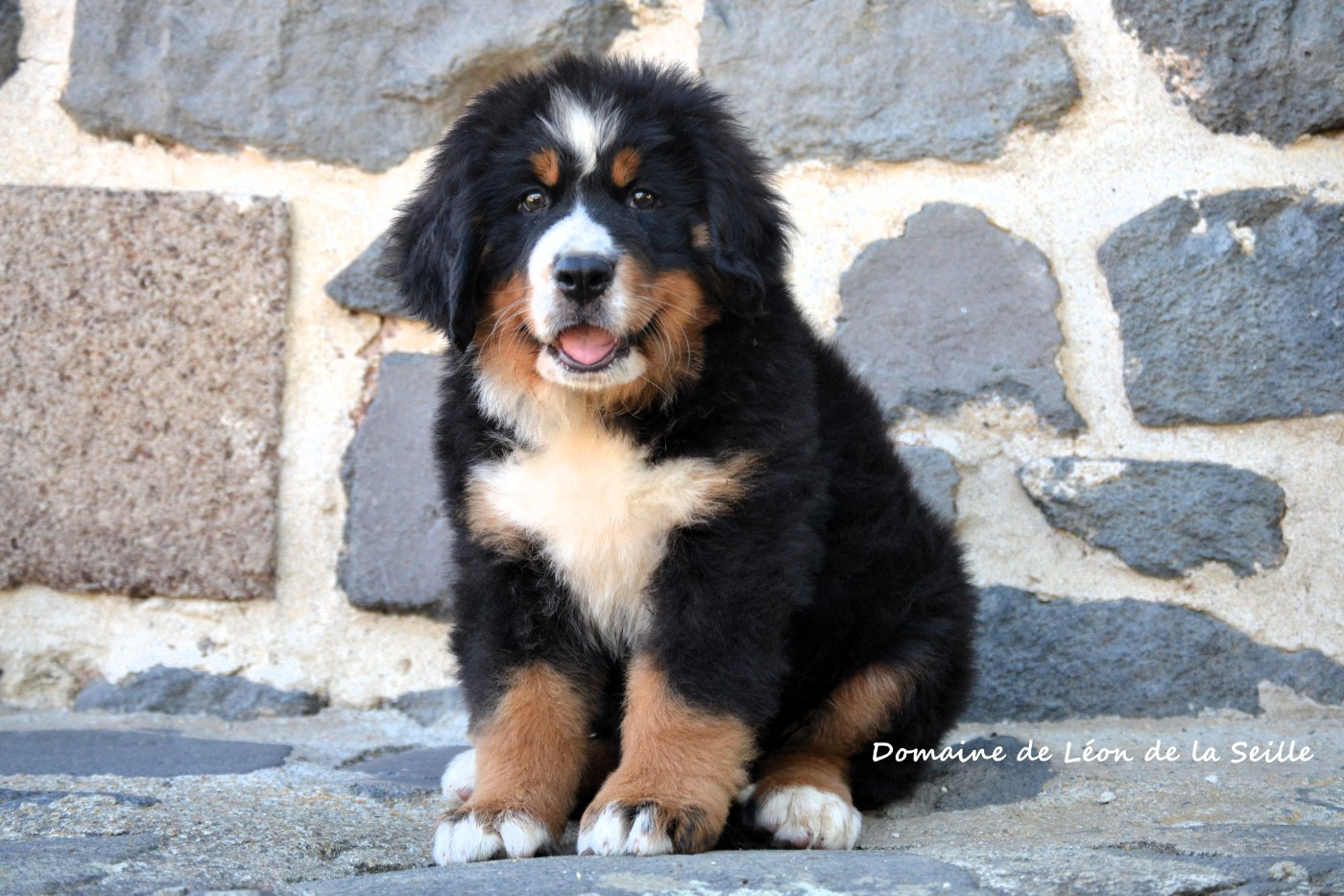du Domaine De Léon De La Seille - Chiots disponibles - Bouvier Bernois