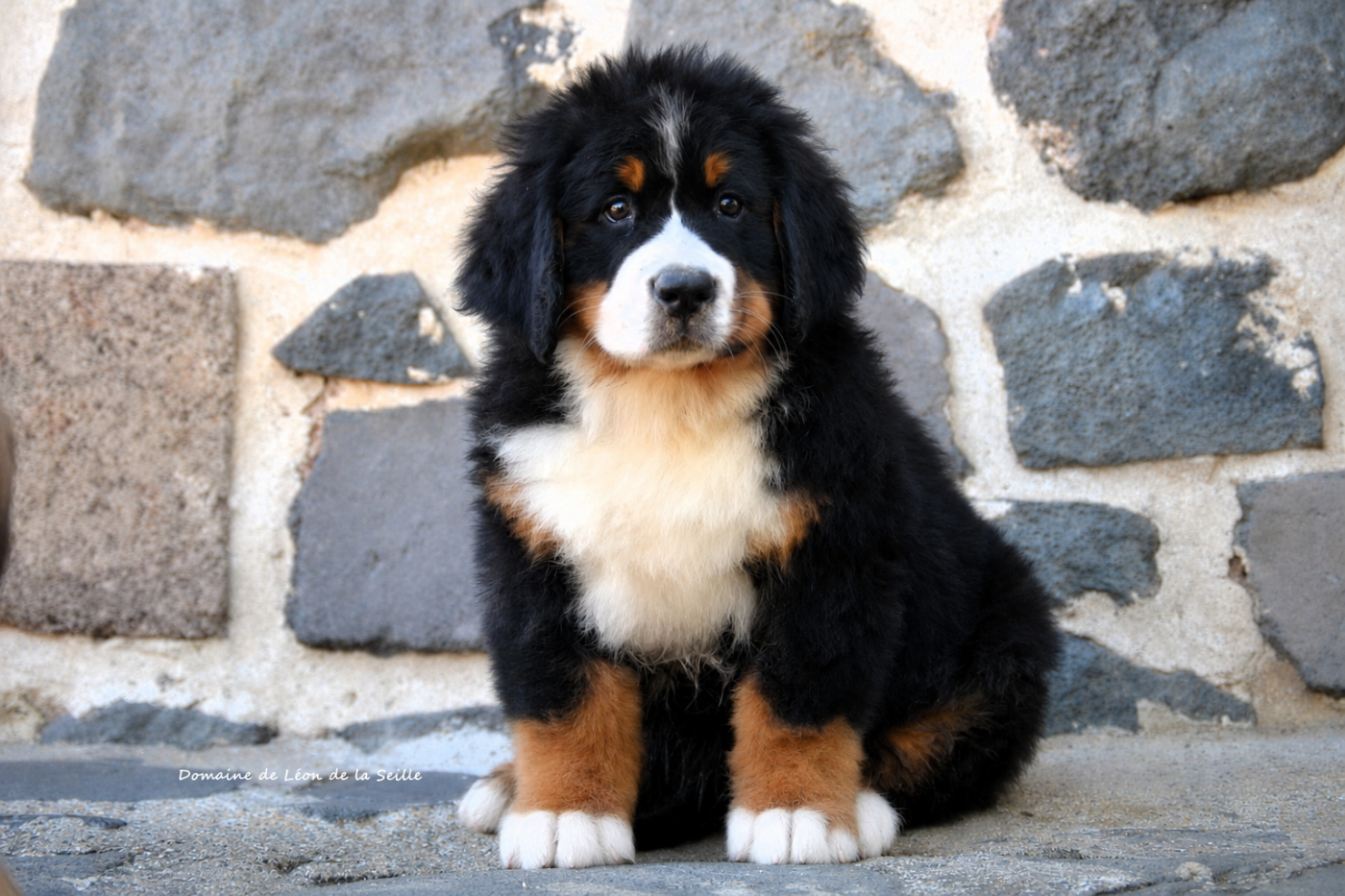 Chiot Bouvier Bernois du Domaine De Léon De La Seille