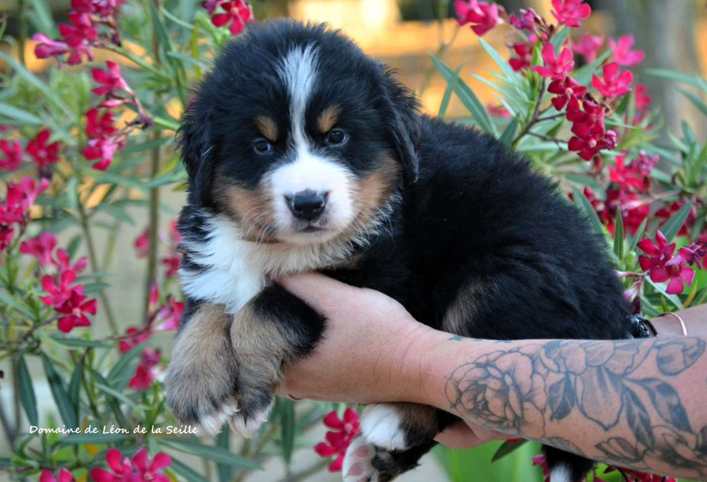 du Domaine De Léon De La Seille - Chiots disponibles - Bouvier Bernois