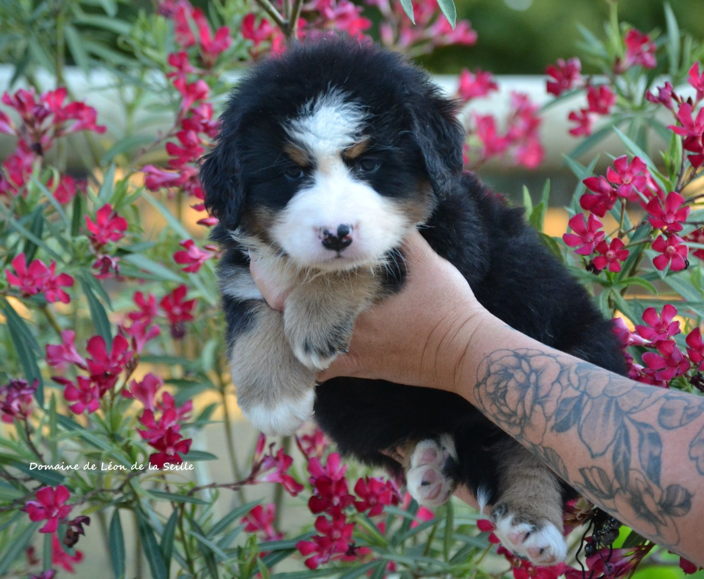 du Domaine De Léon De La Seille - Chiots disponibles - Bouvier Bernois