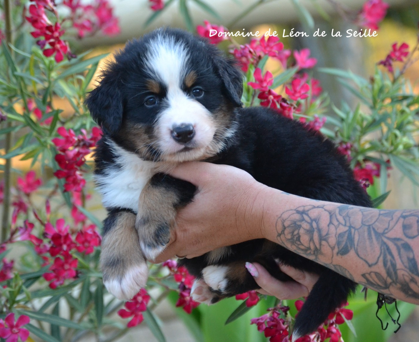 du Domaine De Léon De La Seille - Chiots disponibles - Bouvier Bernois
