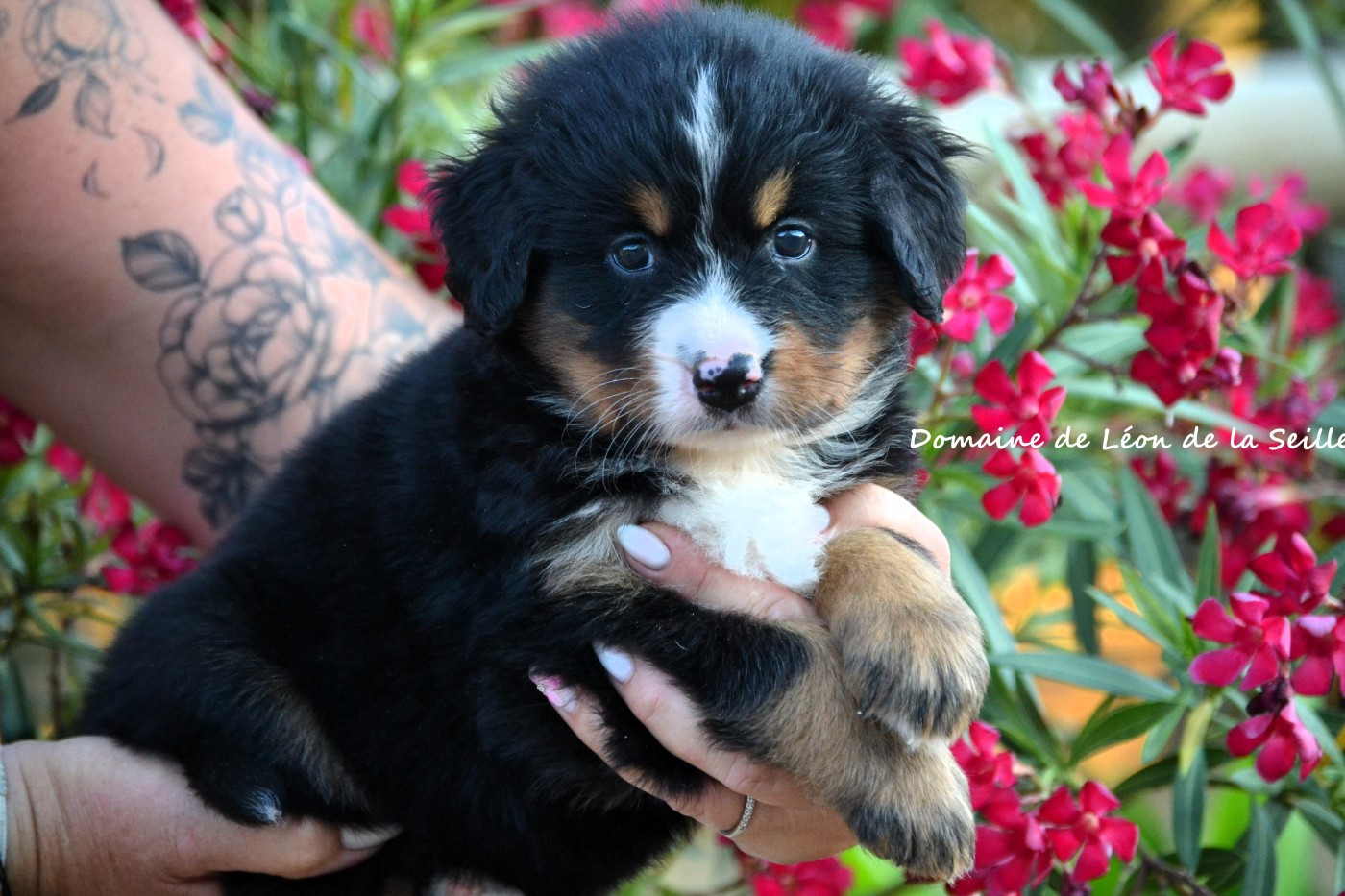 du Domaine De Léon De La Seille - Chiots disponibles - Bouvier Bernois