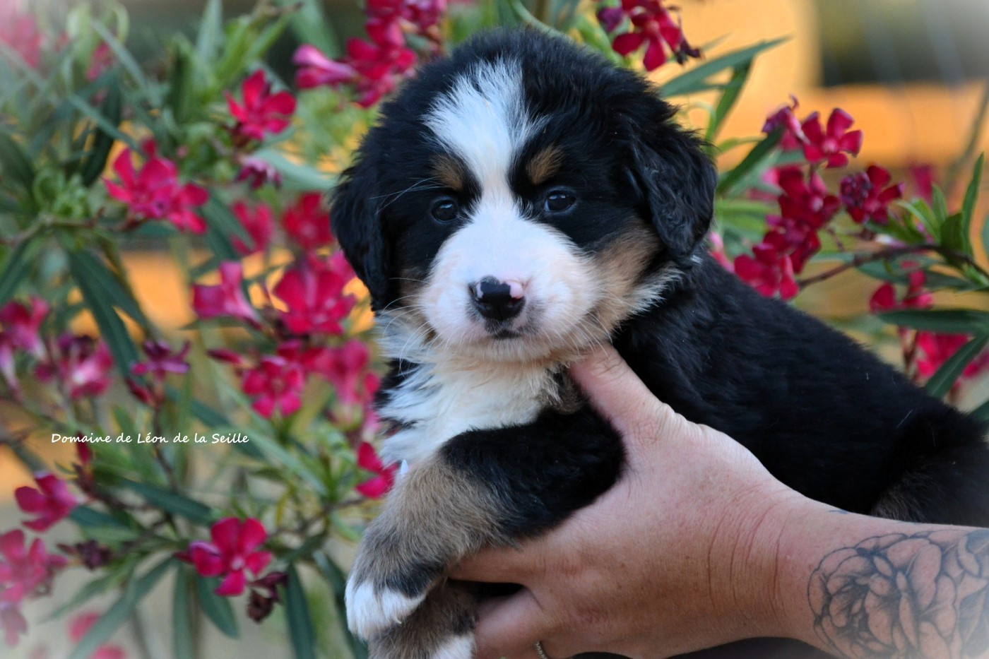 du Domaine De Léon De La Seille - Chiots disponibles - Bouvier Bernois