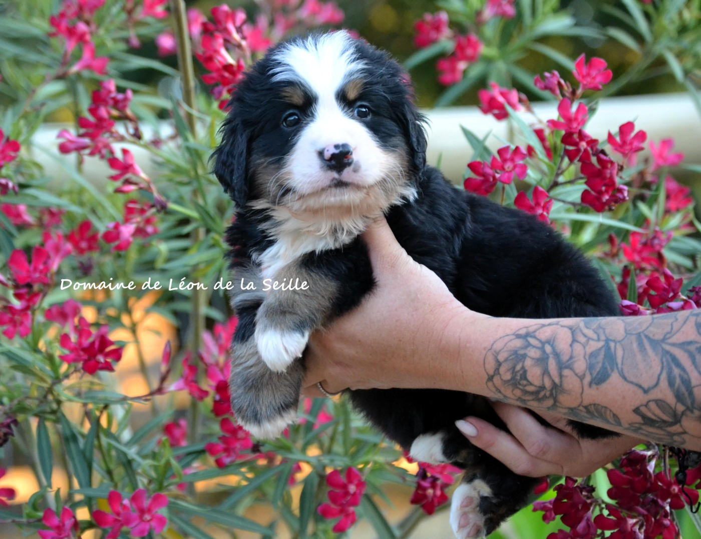 du Domaine De Léon De La Seille - Chiots disponibles - Bouvier Bernois