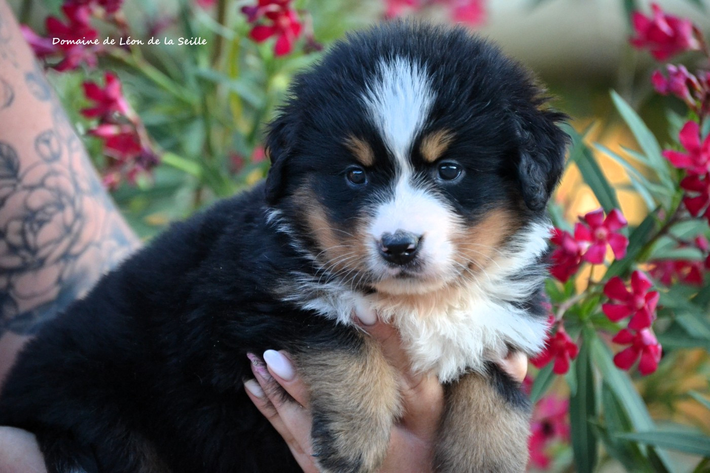 du Domaine De Léon De La Seille - Chiots disponibles - Bouvier Bernois