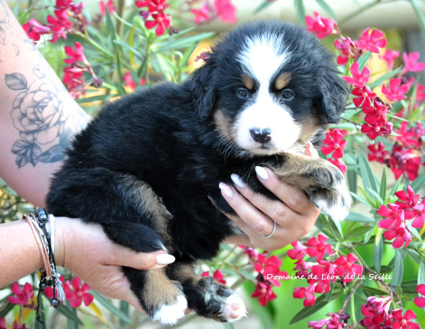 du Domaine De Léon De La Seille - Chiots disponibles - Bouvier Bernois