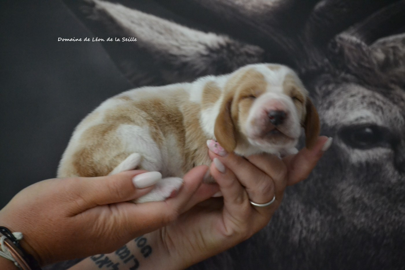 du Domaine De Léon De La Seille - Chiots disponibles - Basset Hound