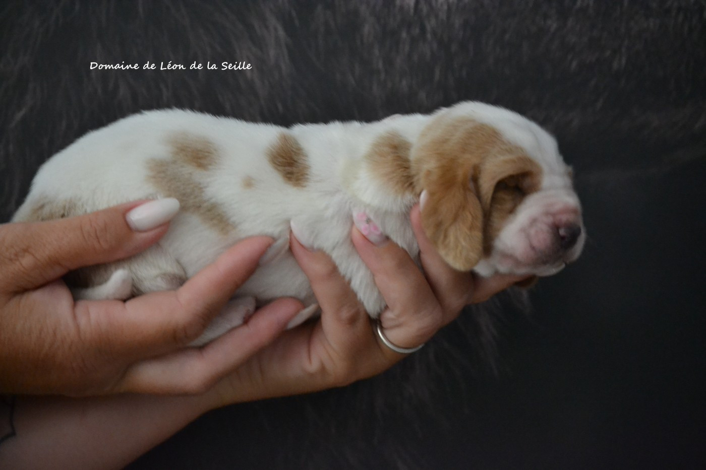 du Domaine De Léon De La Seille - Chiots disponibles - Basset Hound