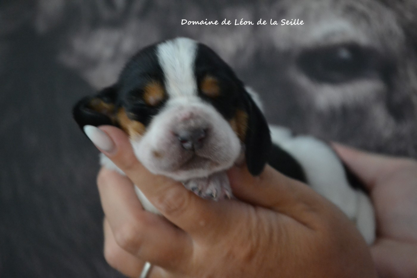 du Domaine De Léon De La Seille - Chiots disponibles - Basset Hound