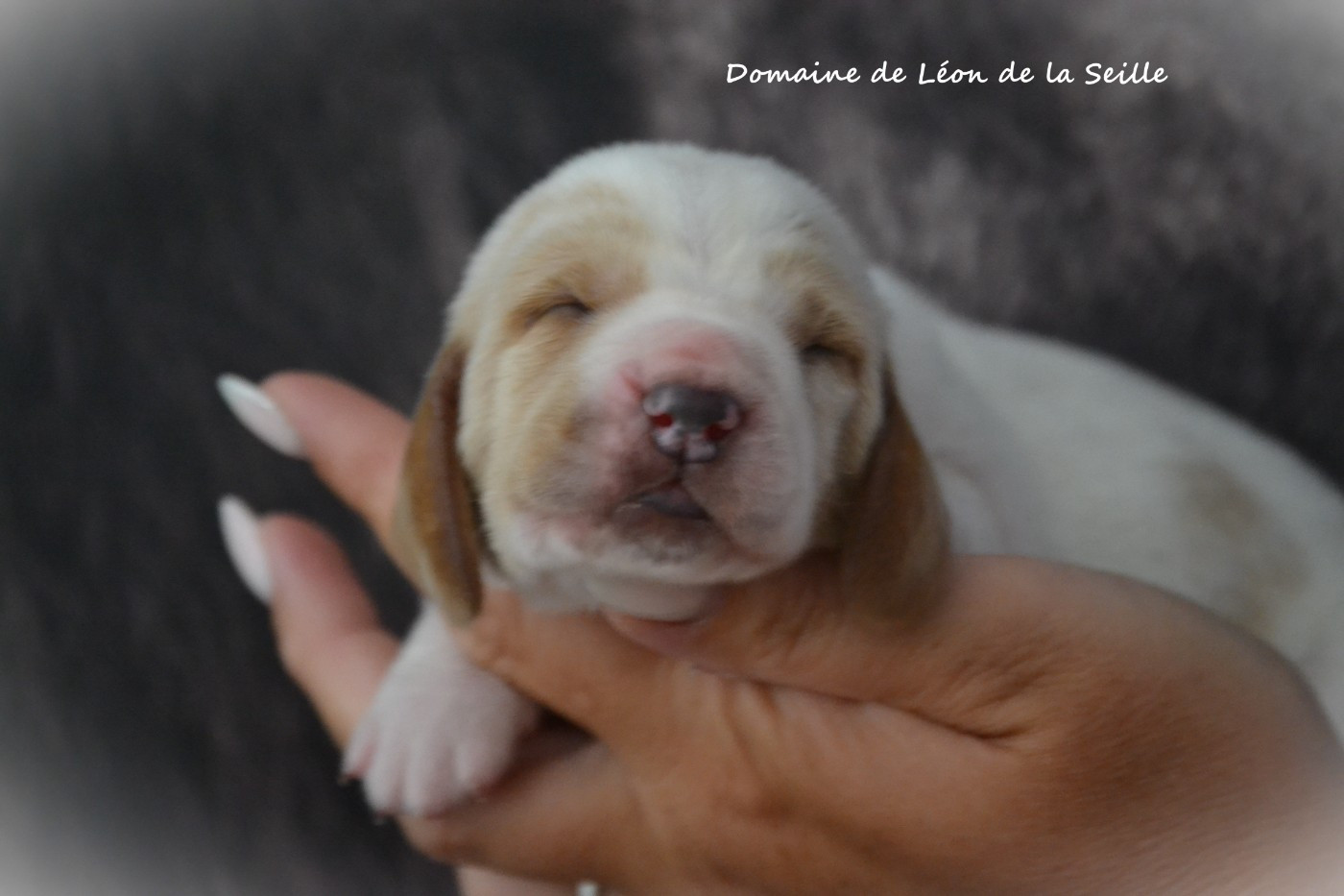 du Domaine De Léon De La Seille - Chiots disponibles - Basset Hound