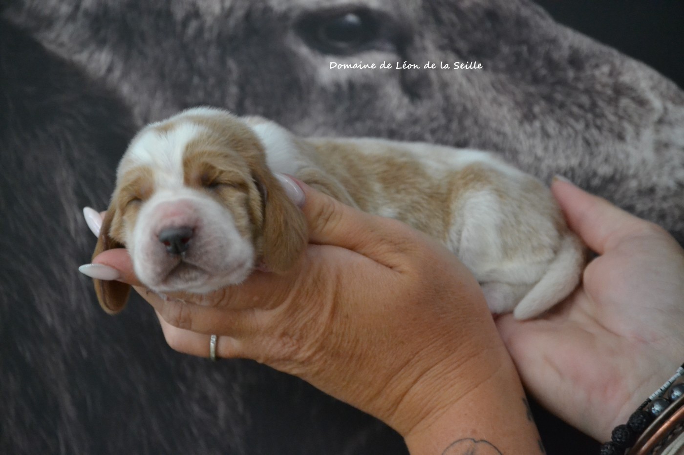 Chiot Basset Hound du Domaine De Léon De La Seille