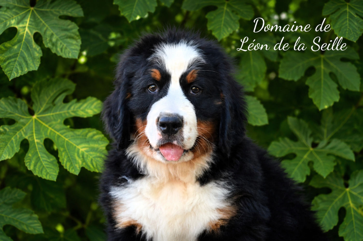du Domaine De Léon De La Seille - Chiots disponibles - Bouvier Bernois