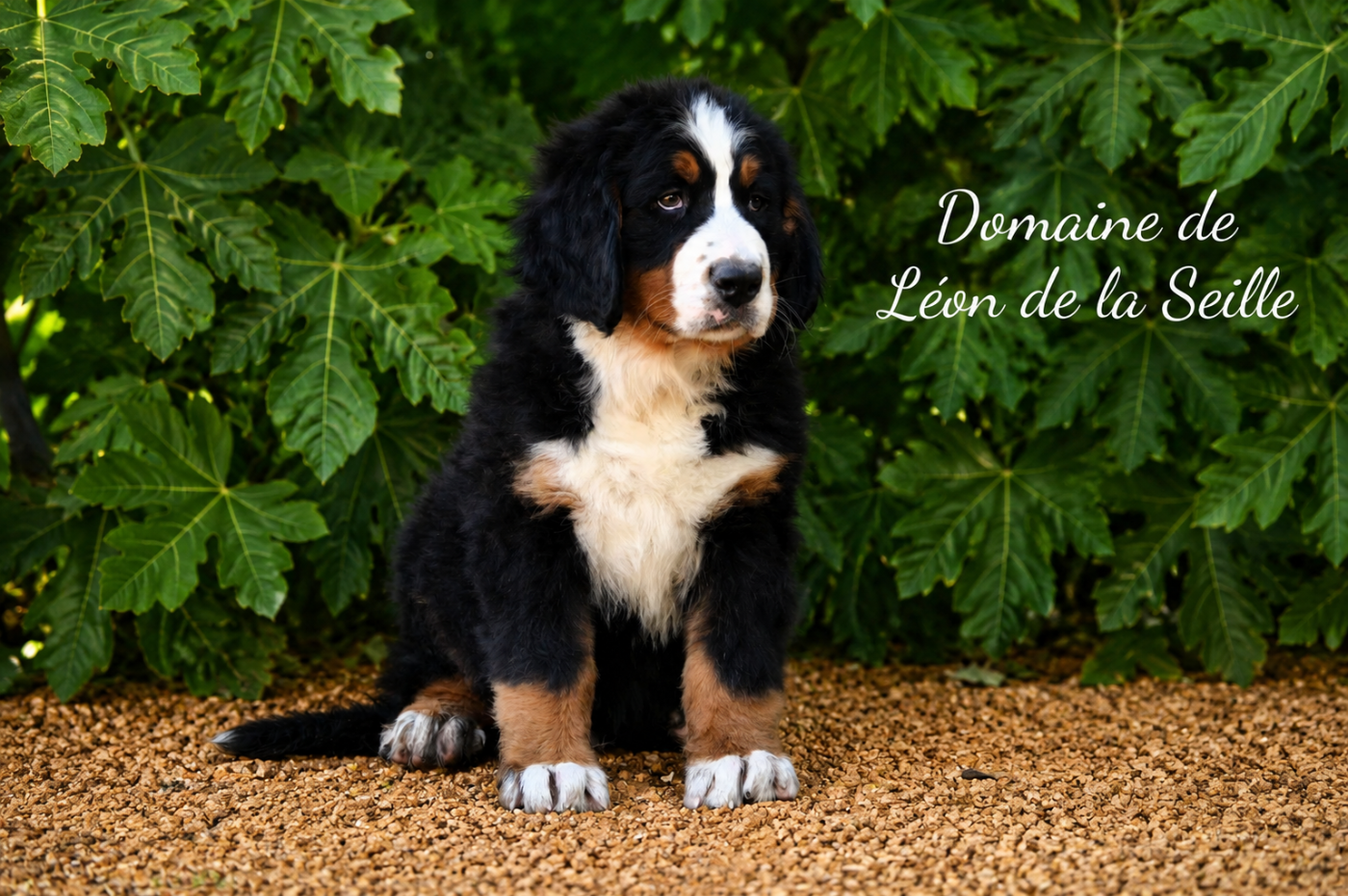 du Domaine De Léon De La Seille - Chiots disponibles - Bouvier Bernois