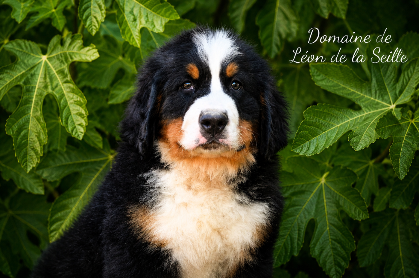 du Domaine De Léon De La Seille - Chiots disponibles - Bouvier Bernois