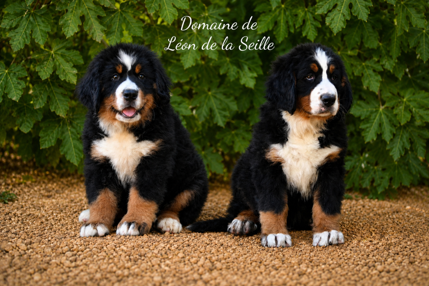du Domaine De Léon De La Seille - Bouvier Bernois - Portée née le 24/04/2026