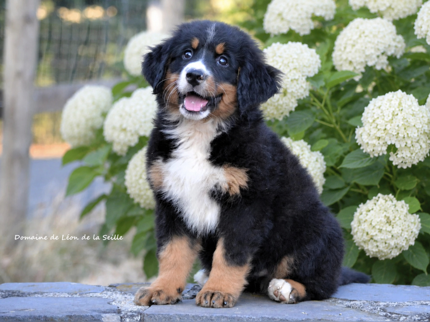 du Domaine De Léon De La Seille - Chiots disponibles - Bouvier Bernois