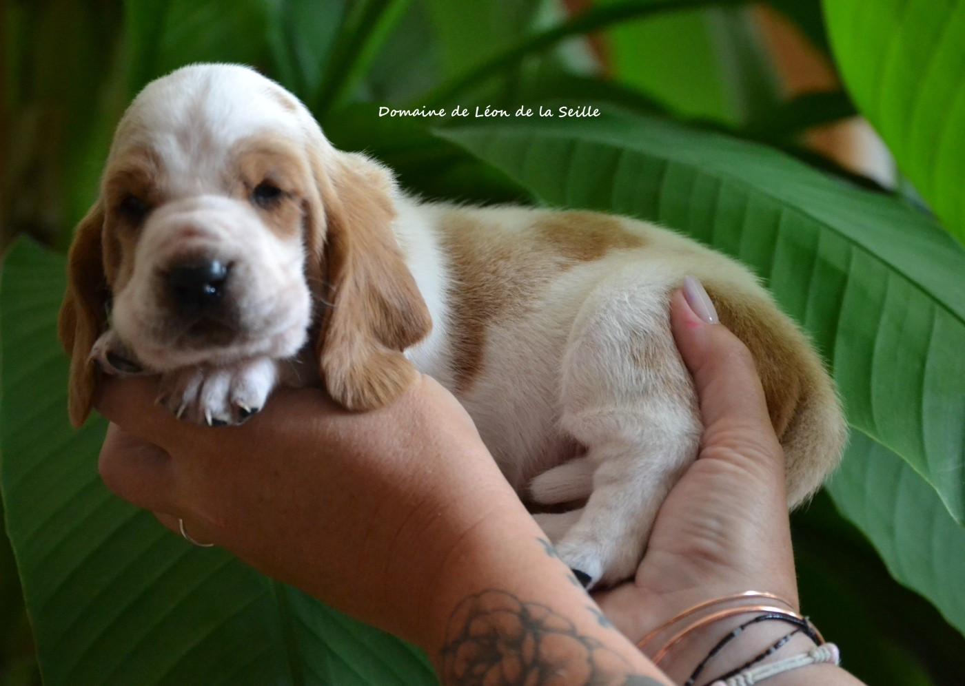 du Domaine De Léon De La Seille - Chiots disponibles - Basset Hound