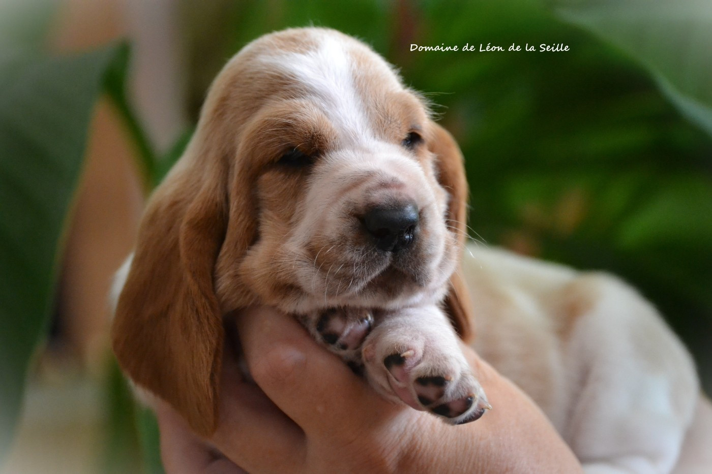 Chiot Basset Hound du Domaine De Léon De La Seille