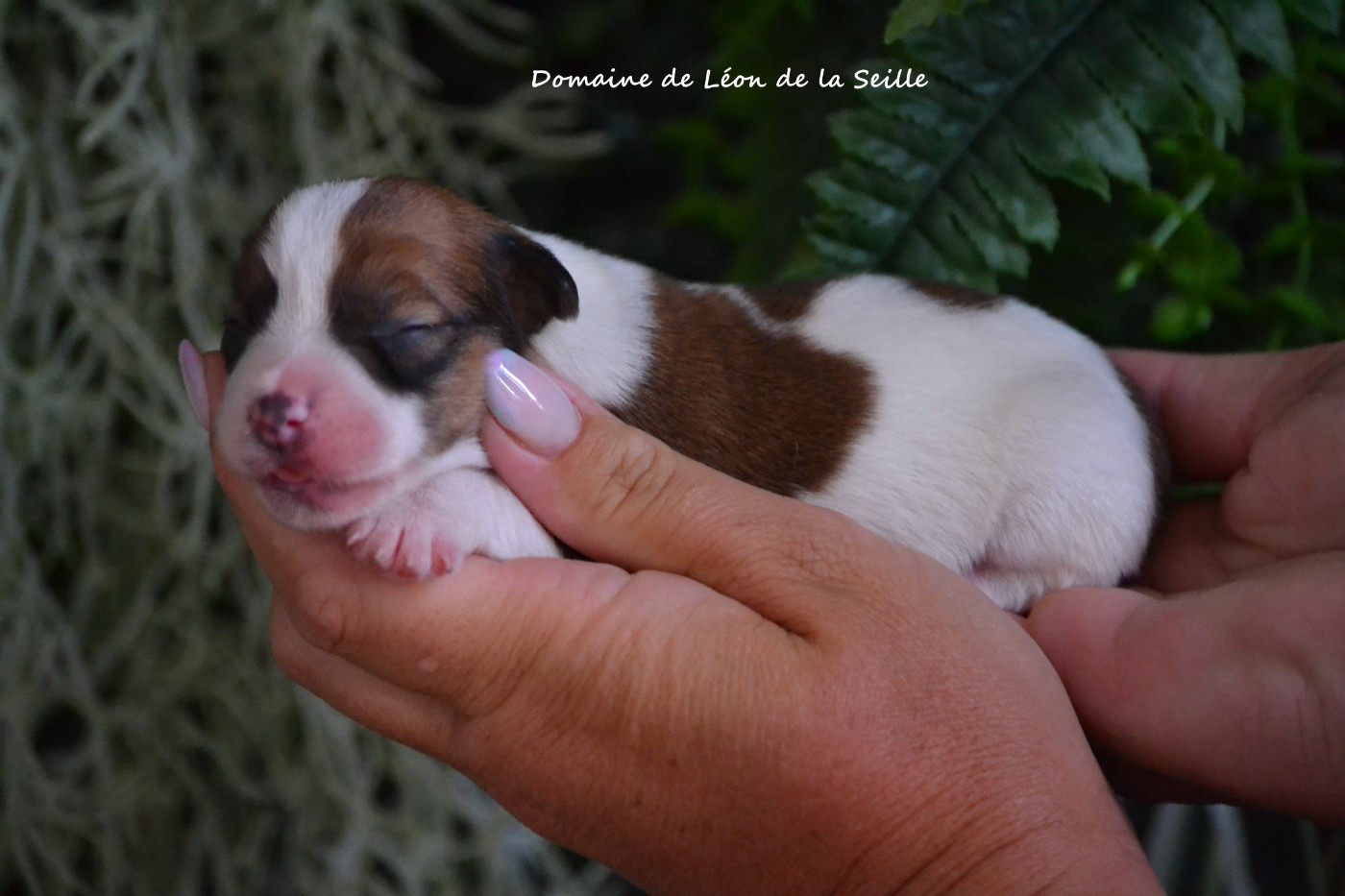 du Domaine De Léon De La Seille - Chiots disponibles - Jack Russell Terrier