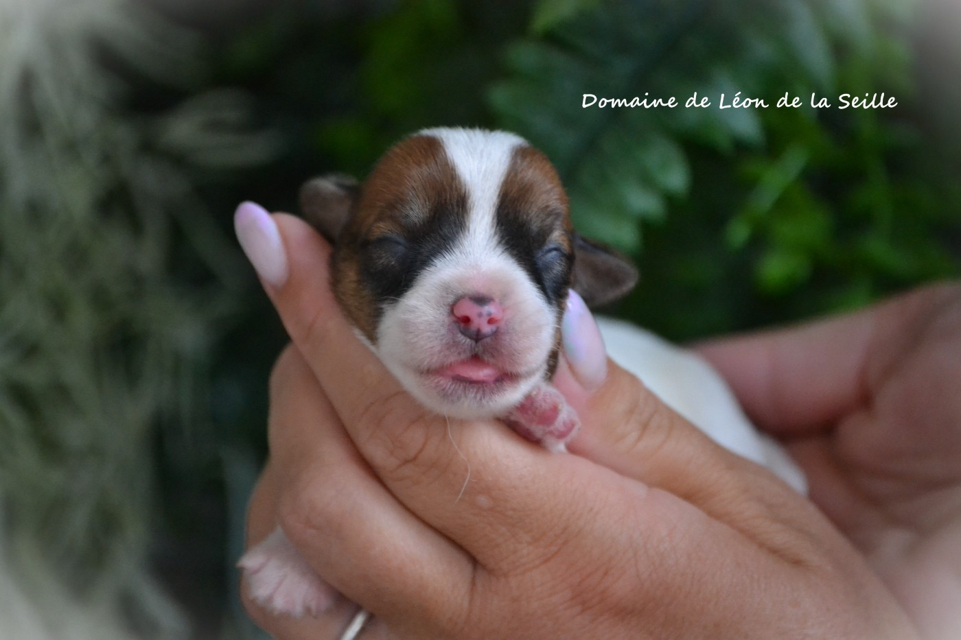 Chiot Jack Russell Terrier du Domaine De Léon De La Seille