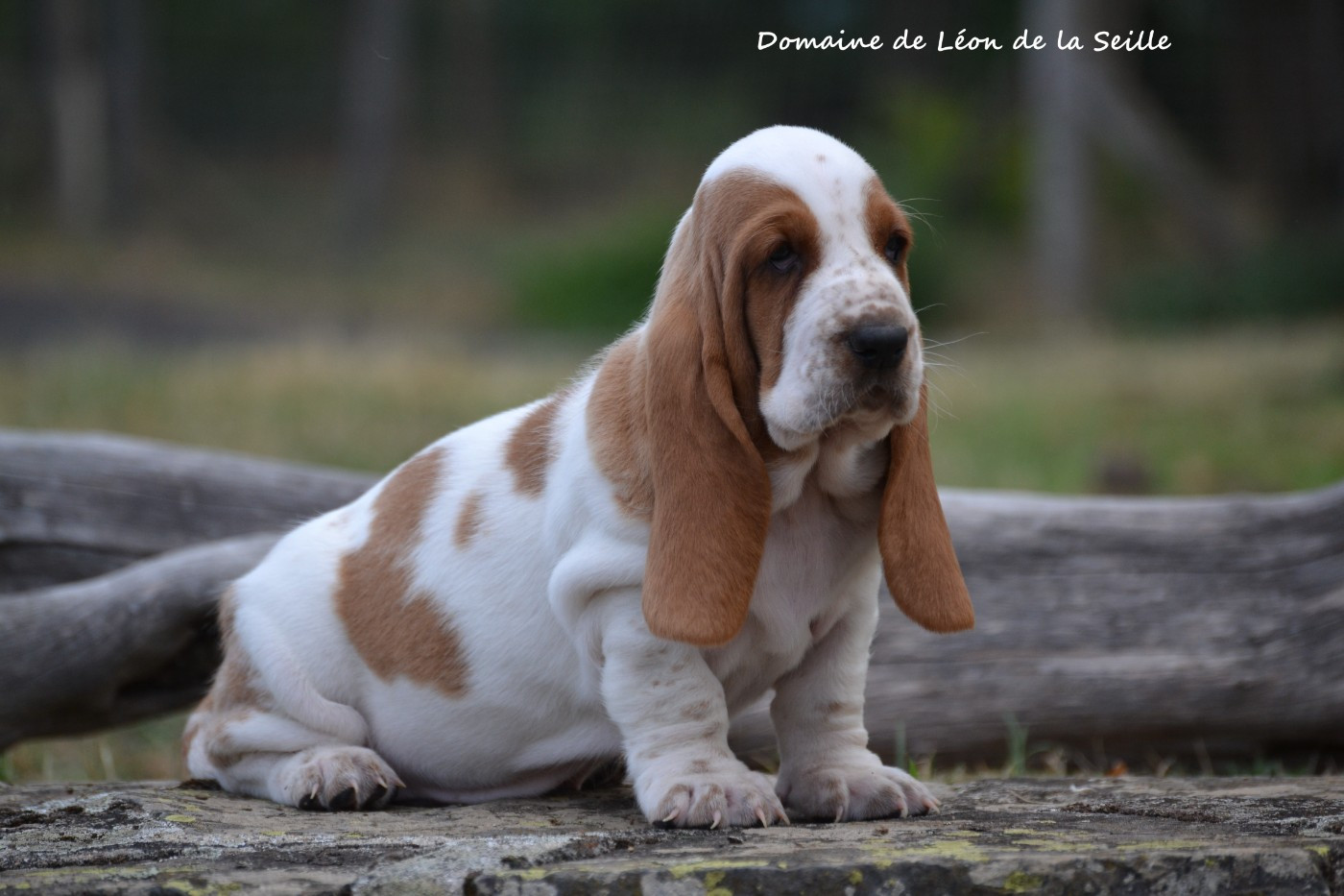 du Domaine De Léon De La Seille - Chiots disponibles - Basset Hound