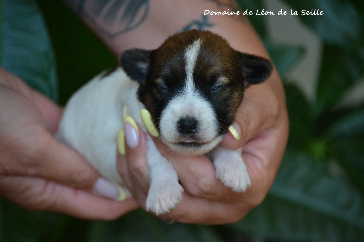 du Domaine De Léon De La Seille - Chiots disponibles - Jack Russell Terrier