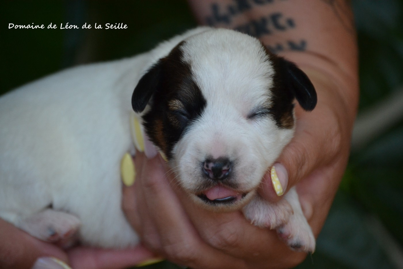 du Domaine De Léon De La Seille - Chiots disponibles - Jack Russell Terrier