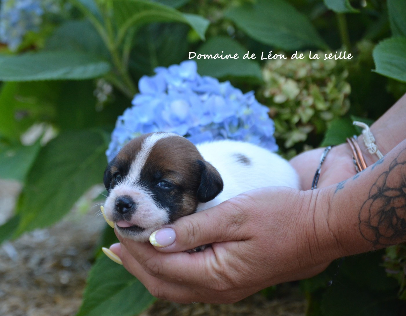 du Domaine De Léon De La Seille - Chiots disponibles - Jack Russell Terrier