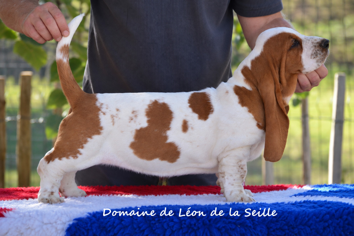Chiot Basset Hound du Domaine De Léon De La Seille