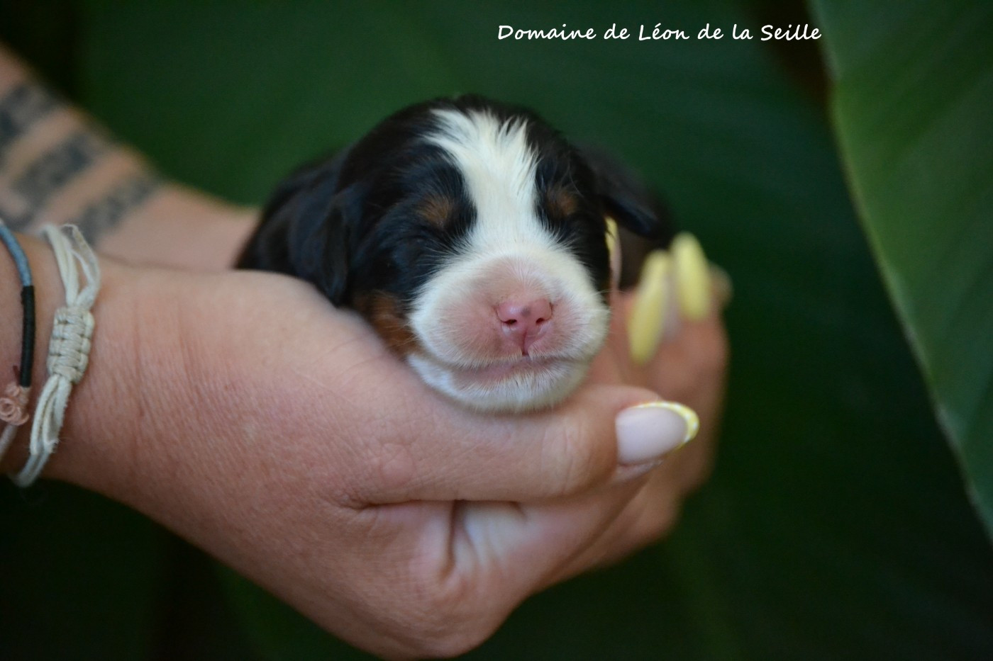 du Domaine De Léon De La Seille - Chiots disponibles - Bouvier Bernois
