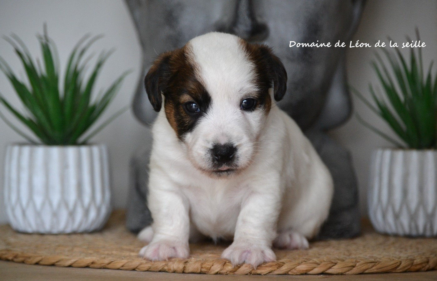 du Domaine De Léon De La Seille - Chiots disponibles - Jack Russell Terrier