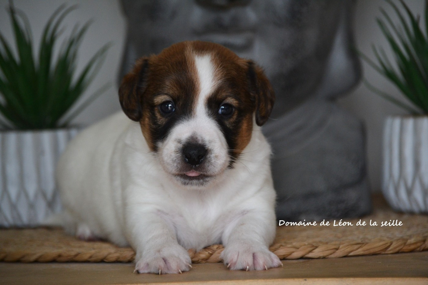 du Domaine De Léon De La Seille - Chiots disponibles - Jack Russell Terrier
