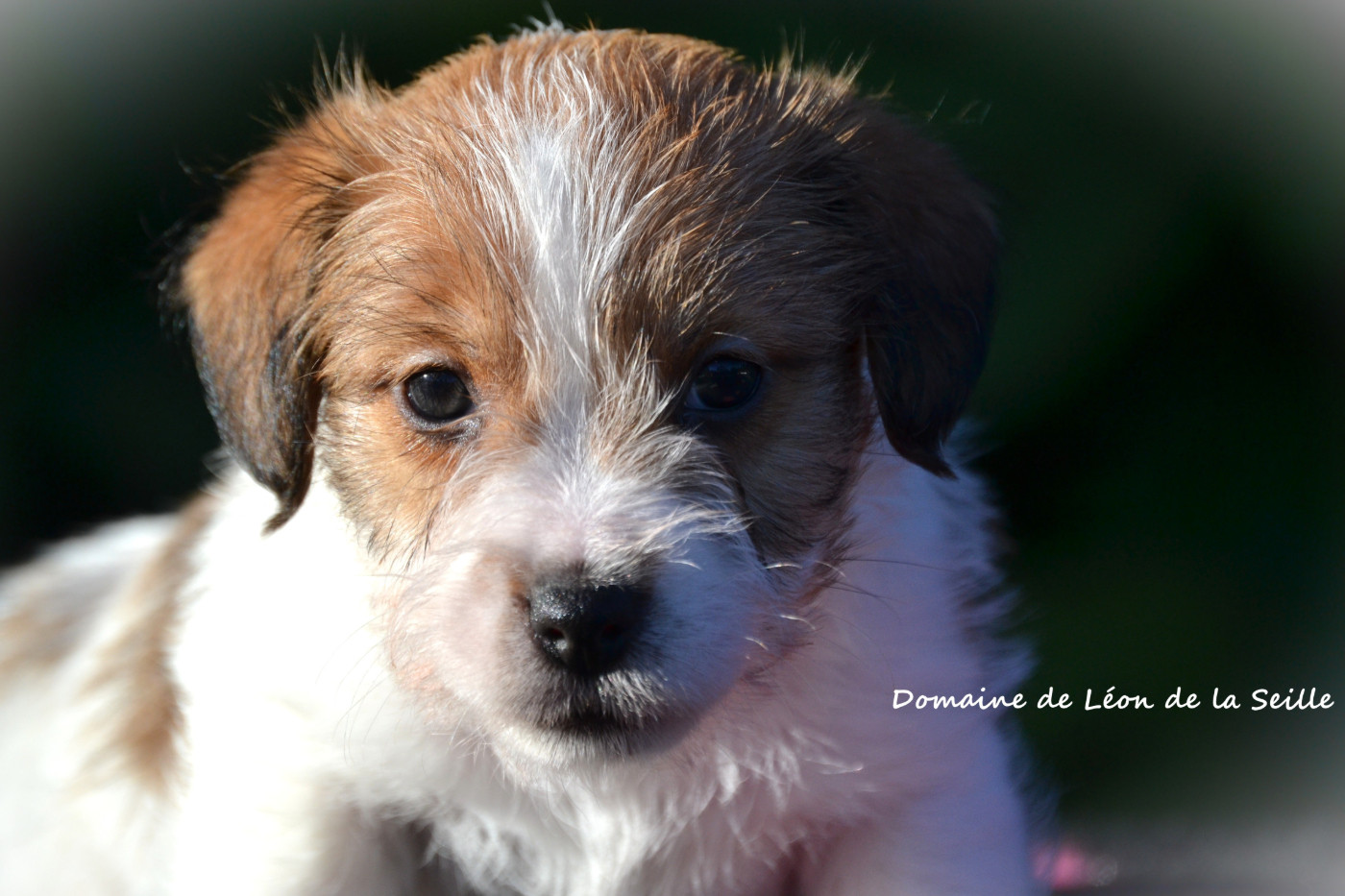 du Domaine De Léon De La Seille - Chiots disponibles - Jack Russell Terrier