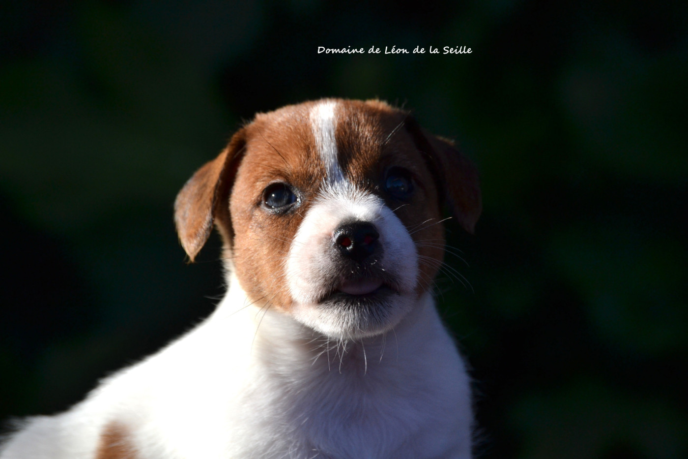 du Domaine De Léon De La Seille - Chiots disponibles - Jack Russell Terrier